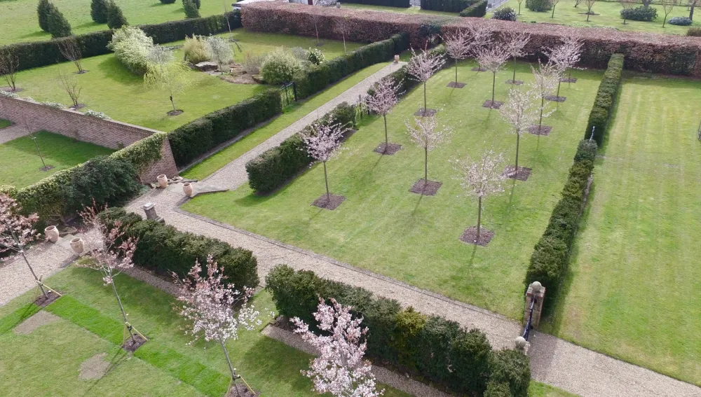 Cherry tree garden with yew hedging boundaries