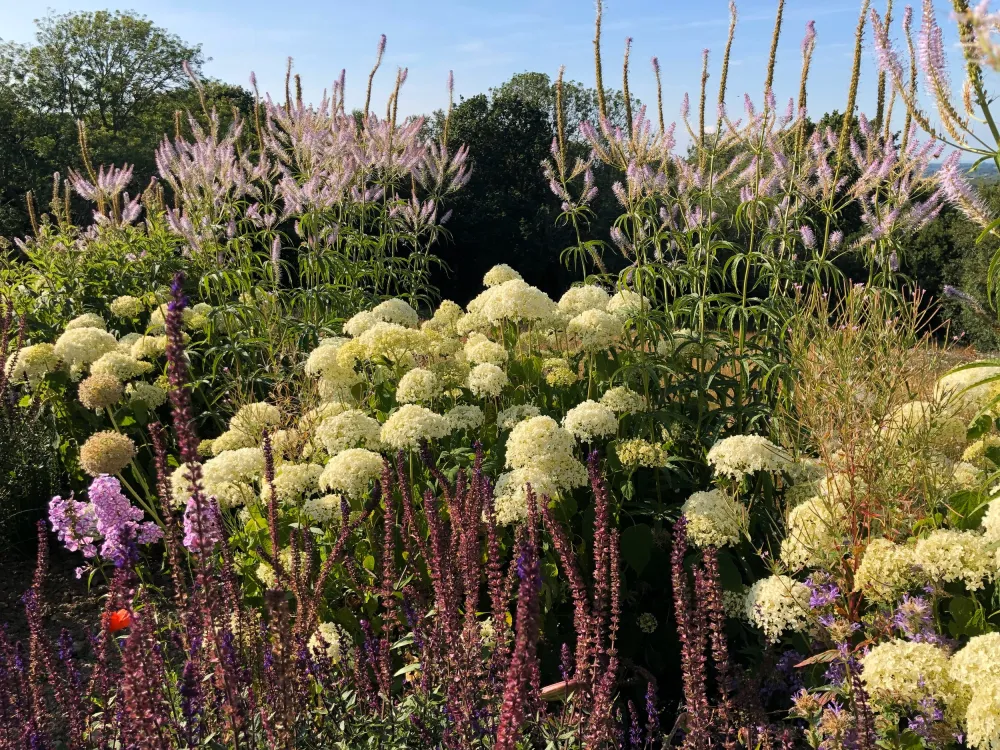 Mixed herbaceous border with hydrangea 'Annabelle'
