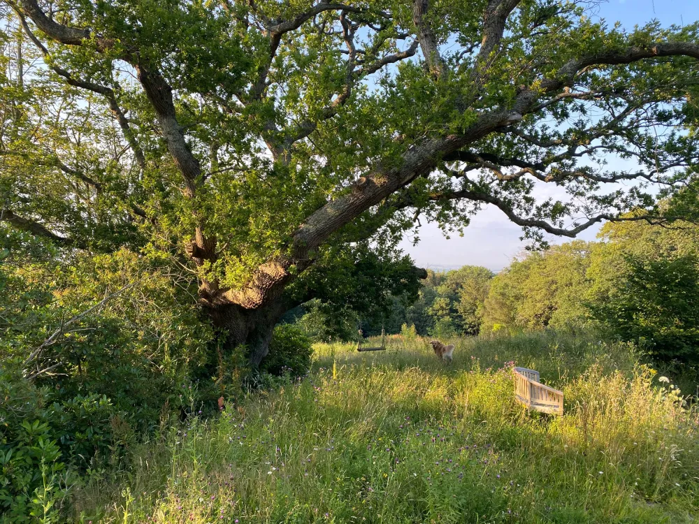 Swing hanging from ancient oak tree, surrounded by wildflower meadow