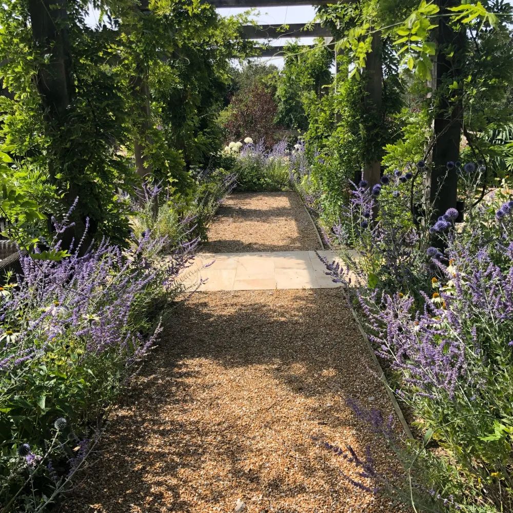 Path leading under wisteria-clad, oak framed pergola, with herbaceous planting underneath